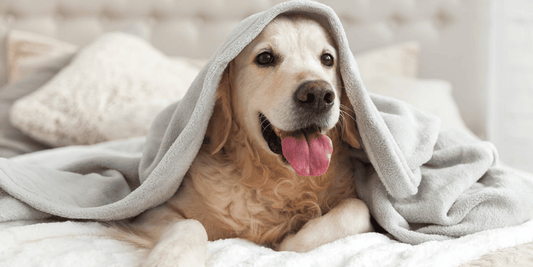 The Best Homeware Choices for Pet-Friendly Homes